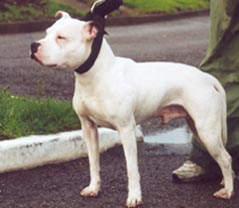 Madgame Kennels Sid The Lad from U.K.