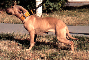 Chelsea fine dog in a 2