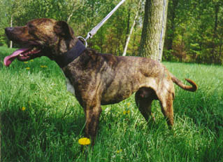FWK Brindle Chief
