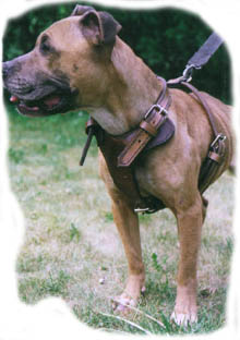 5 buckle harness 2 ply heavy leather