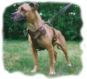 5 buckle harness 2 ply heavy leather