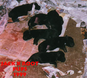 3 X MINER breed pups