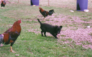 Hurricanes MISTY protect the fowl
