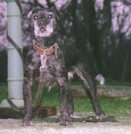 The one and only ROOT