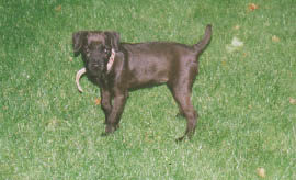 May Fur Fear Hell ROXIE Is Of The Lead!