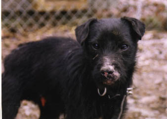 May Fur Fear Hell TORNADO Is Of The Lead! Courage Not Only In Heart To Stop Him You Have To Kill Every Hair On Him