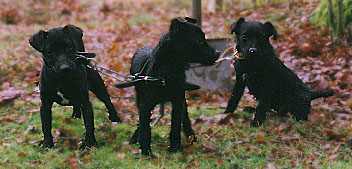 SPIKE+MOLLY+MISTY